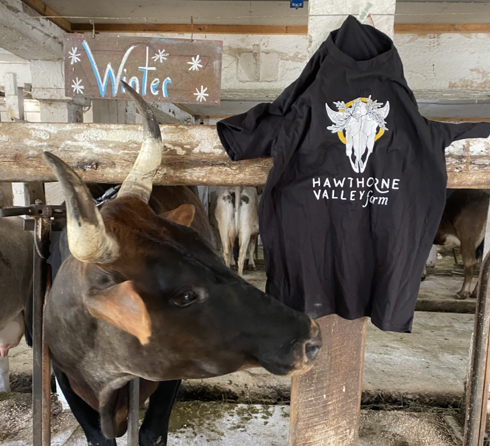 cow with horns in a barn stall on left is looking at a t-shirt on the right.