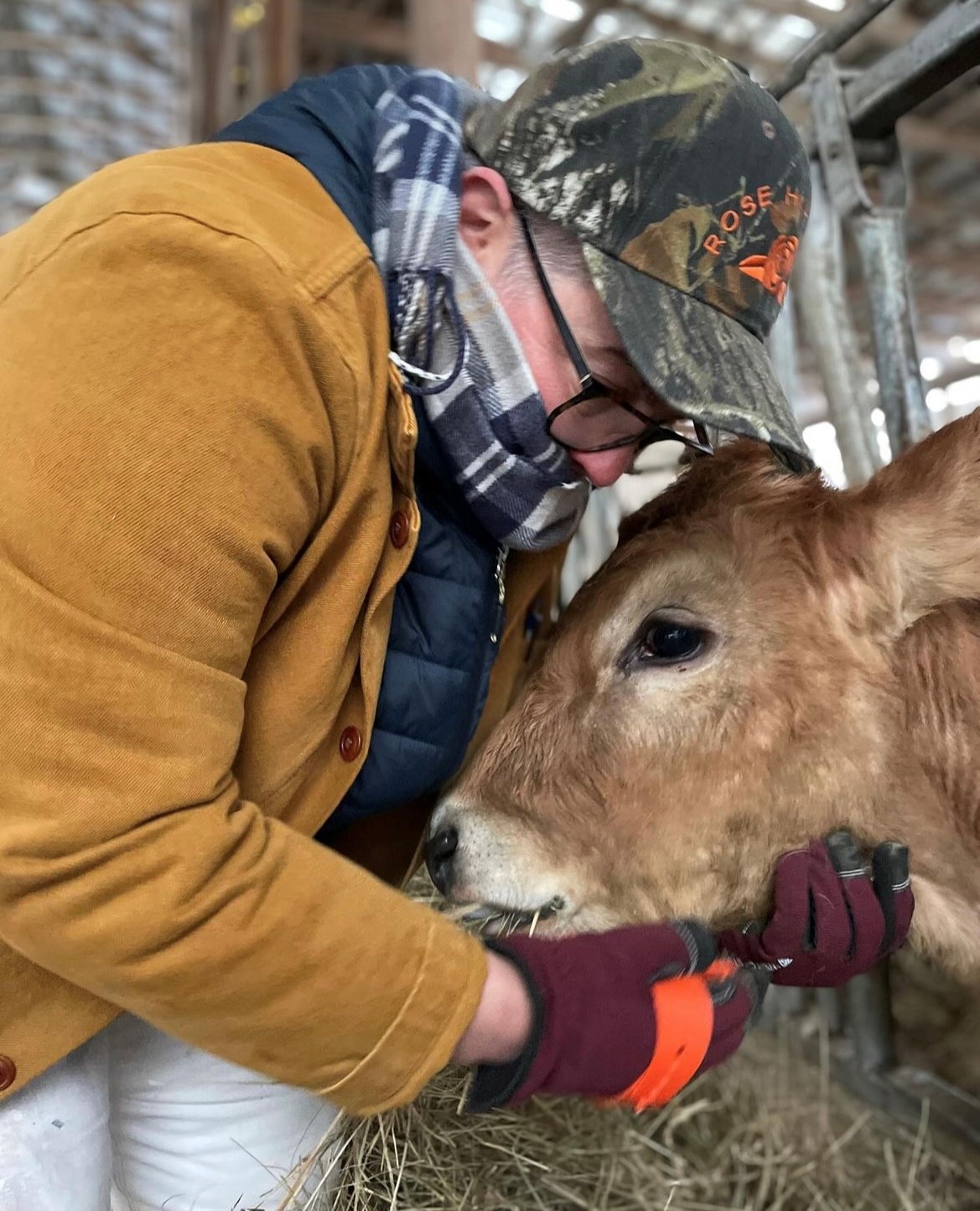Stacy grooming a cow under the chin
